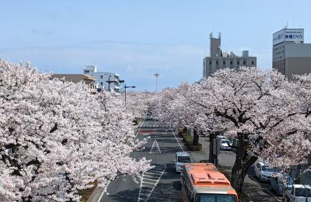 sakura