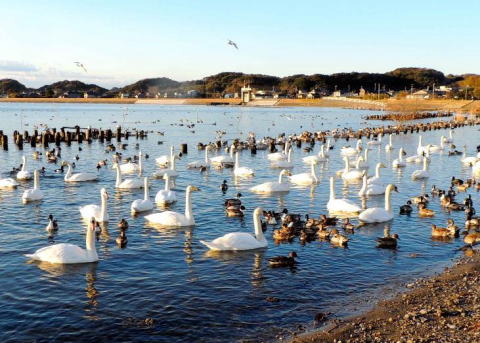 北浦の野鳥